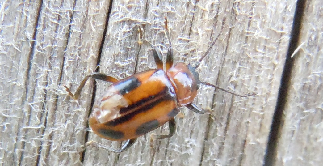 Ancylopus melanocephalus, Endomychidae